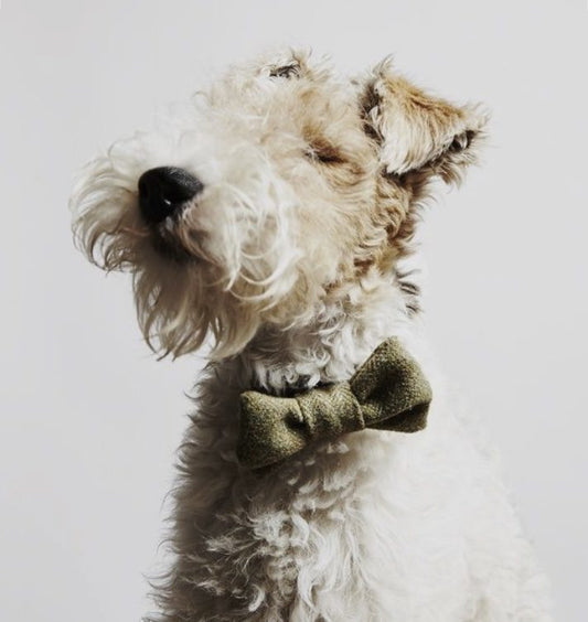 THE BEST OF NATURE FOR THE SIGNIFICANT ANIMAL IN YOUR LIFE