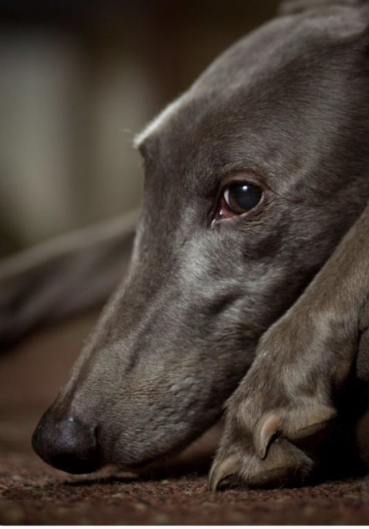THIS WASH HELPS RESCUE DOGS