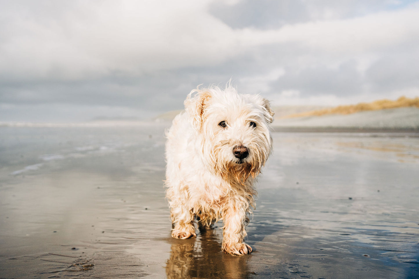 Dog Wash
