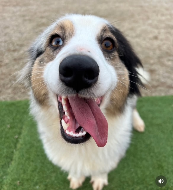 Goodwash x Welsh Dog Rescue
